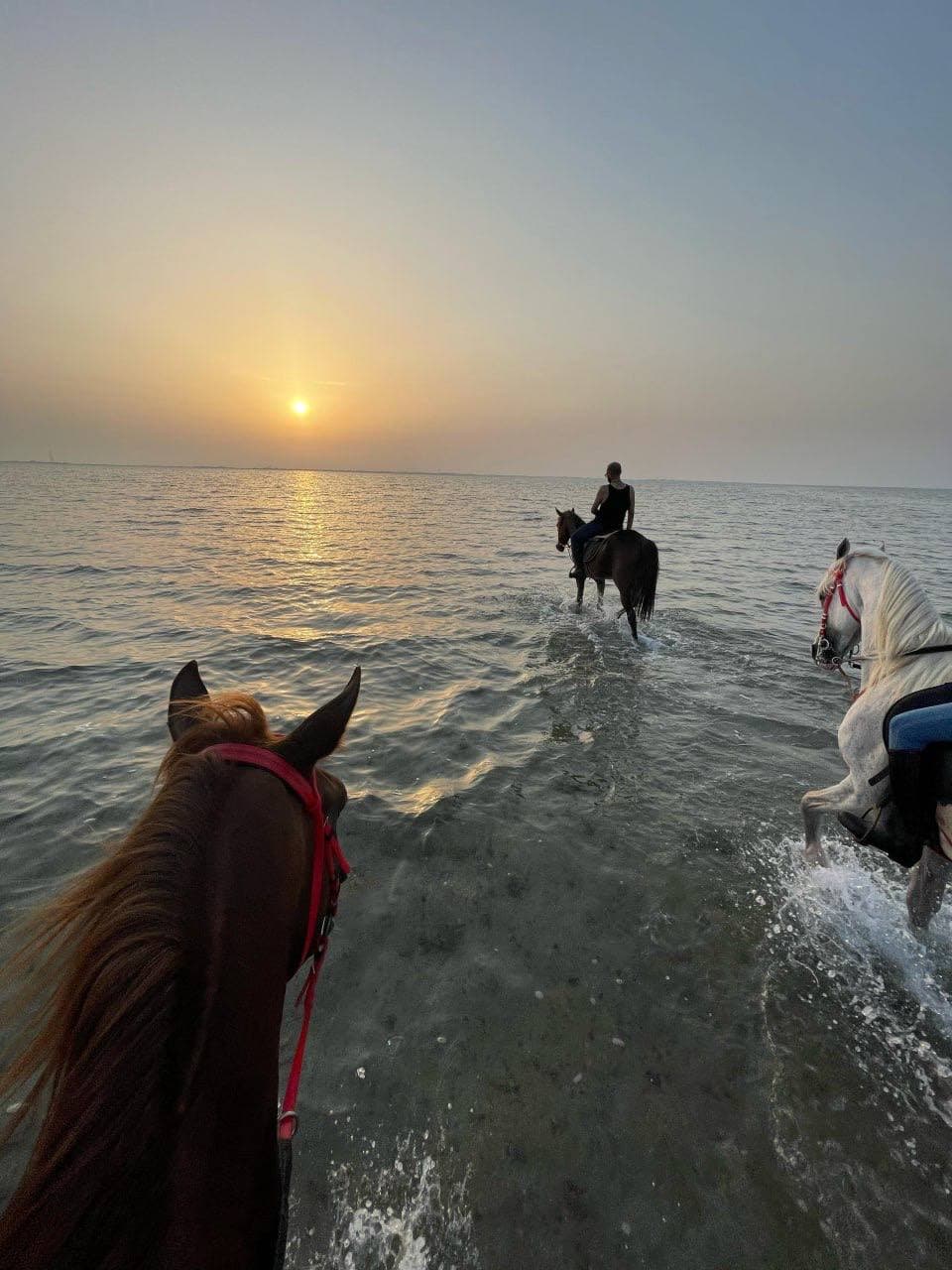 جدة: تجربة ركوب الخيل على الشاطئ