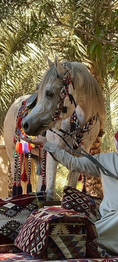 تبوك:من مغامرة وادي غمرة إلى ليالي النجوم وسط مزرعة ريفية