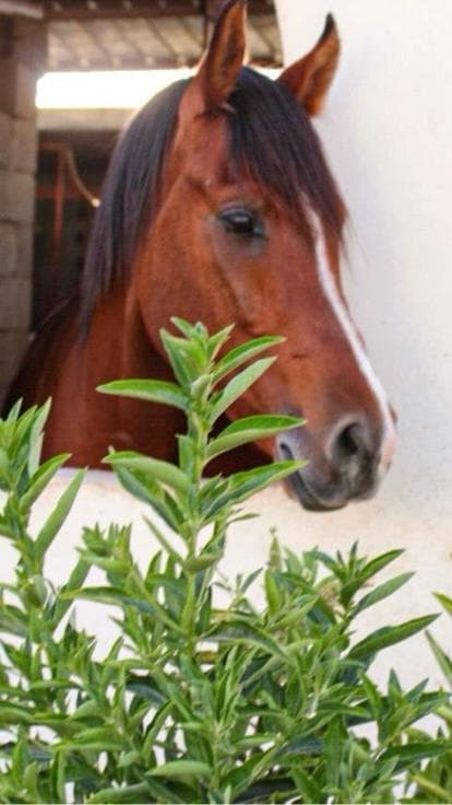 الباحة:تجربة ركوب الخيل في مركز فال العز للفروسية